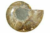 Cut & Polished Ammonite Fossil (Half) - Madagascar #364843-1